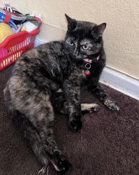 Lost Female Cat last seen Near N bush st, Santa Ana, CA 92706