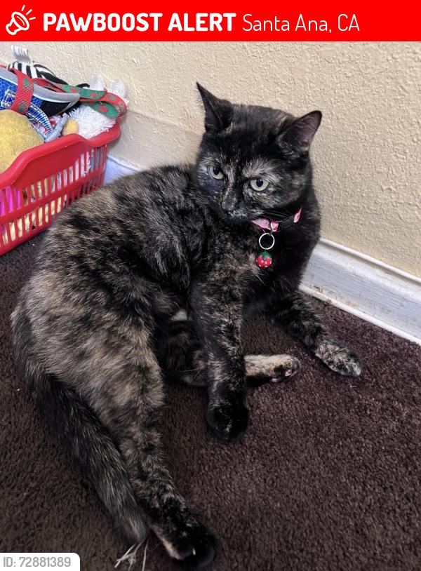 Lost Female Cat last seen Near N bush st, Santa Ana, CA 92706