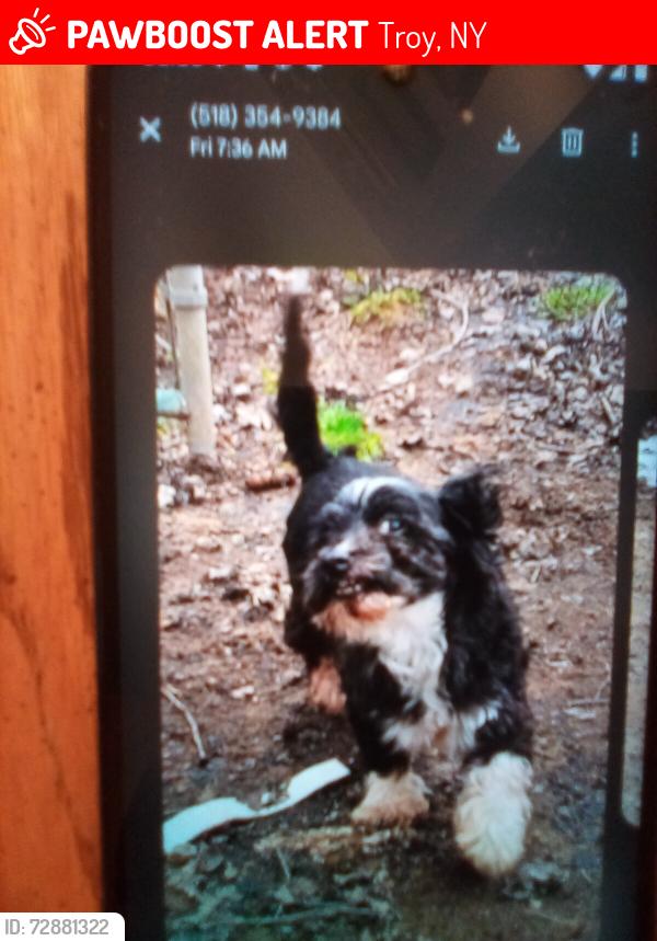 Lost Female Dog last seen Stewart's Convient Store, Oakwood Awe, Troy, NY 12182, Troy, NY 12182