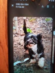Lost Female Dog last seen Stewart's Convient Store, Oakwood Awe, Troy, NY 12182, Troy, NY 12182