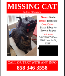 Lost Female Cat last seen Near Ladrillo St, 2760 Lancha St San Diego, CA 92111, San Diego, CA 92111