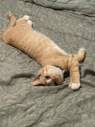 Lost Male Cat last seen Near short st, Hillsborough, NC 27278