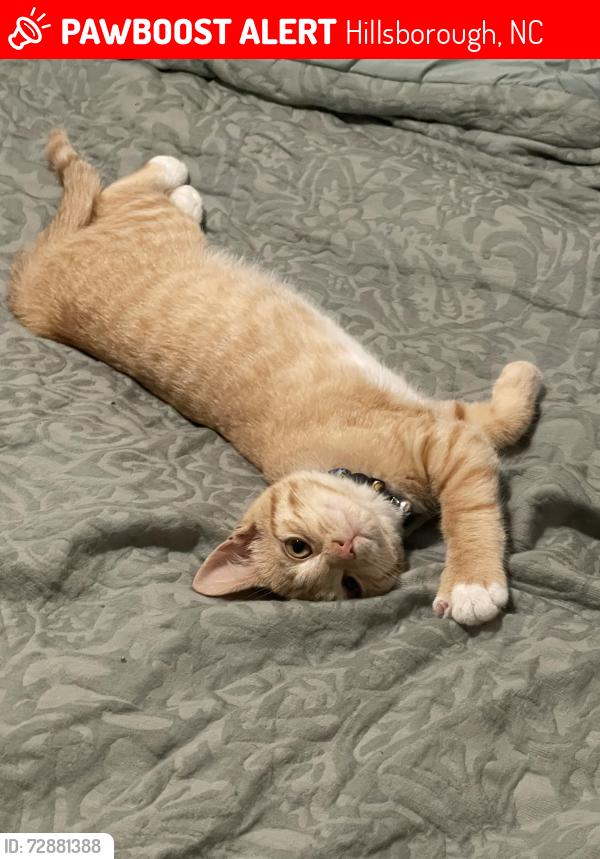 Lost Male Cat last seen Near short st, Hillsborough, NC 27278