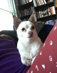 Lost Female Dog last seen Coon Lake Rd and M-36, Howell, MI 48843