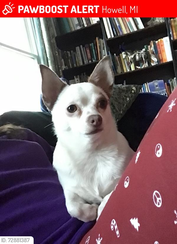 Lost Female Dog last seen Coon Lake Rd and M-36, Howell, MI 48843