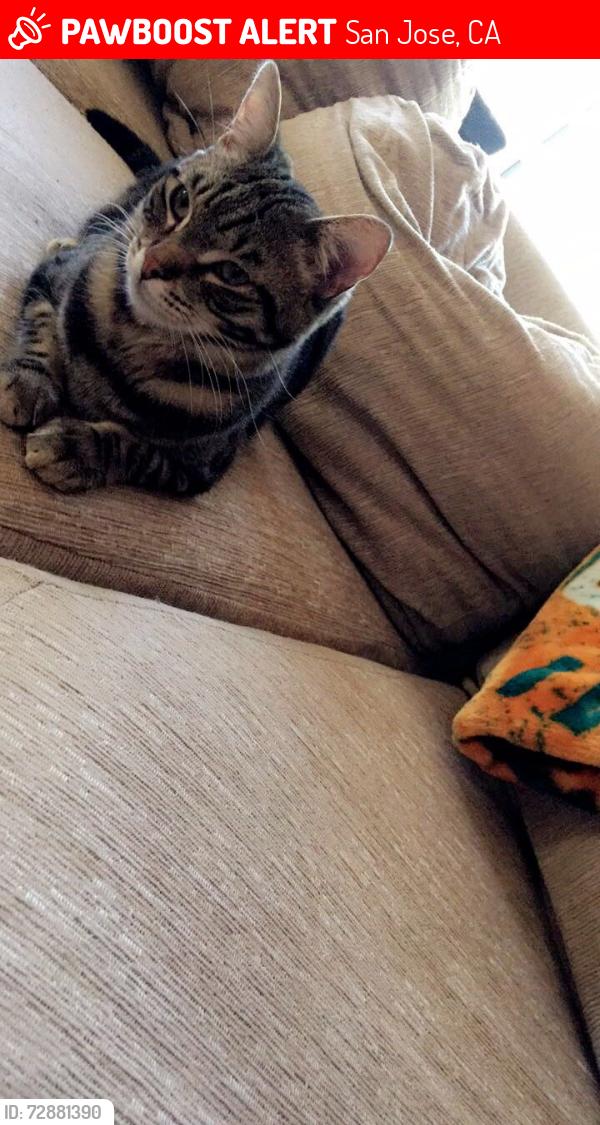 Lost Male Cat last seen Mosshall way, San Jose, CA 95135