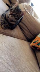Lost Male Cat last seen Mosshall way, San Jose, CA 95135