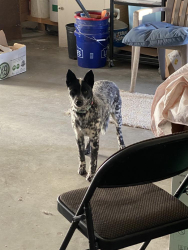 Found/Stray Female Dog last seen Redding St and Windsor in Hesperia Ca, Hesperia, CA 92345