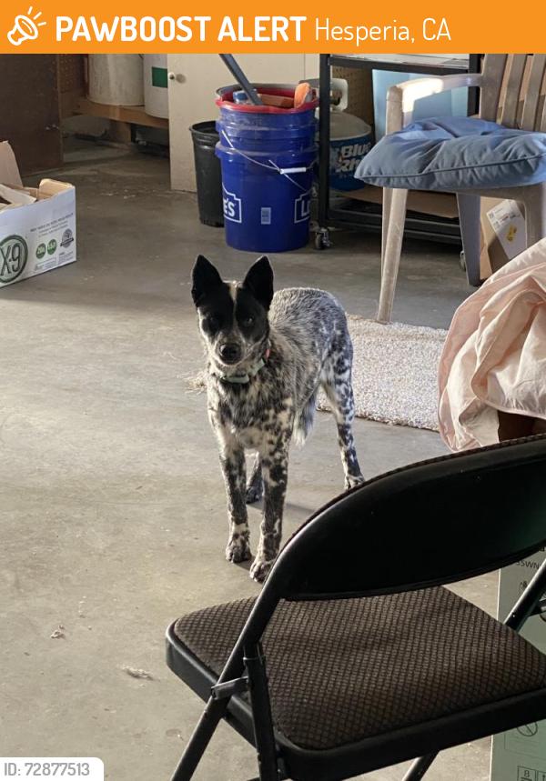 Found/Stray Female Dog last seen Redding St and Windsor in Hesperia Ca, Hesperia, CA 92345