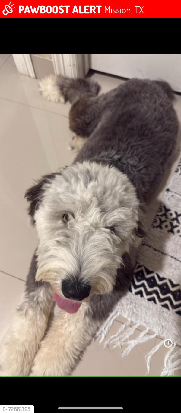 Lost Male Dog last seen Los Ébanos, Mission, TX 78574