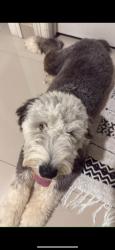 Lost Male Dog last seen Los Ébanos, Mission, TX 78574