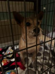 Found/Stray Male Dog last seen hmstd Casavana/ Publix shopping center, Homestead, FL 33030