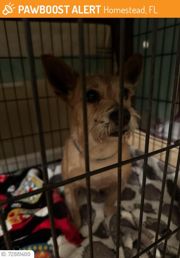 Found/Stray Male Dog last seen hmstd Casavana/ Publix shopping center, Homestead, FL 33030