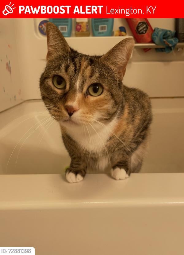 Lost Female Cat last seen Kirlevington park , Lexington, KY 40517