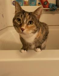 Lost Female Cat last seen Kirlevington park , Lexington, KY 40517