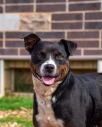 Shelter Stray Female Dog last seen Near Laurice Ct, Decatur, GA 30034, 30034, GA, Atlanta, GA 30341