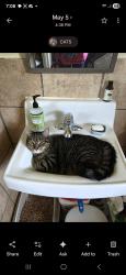 Lost Female Cat last seen Beltline Rd,  Beltline apmts down from Goodwill, Gaffney, SC 29341