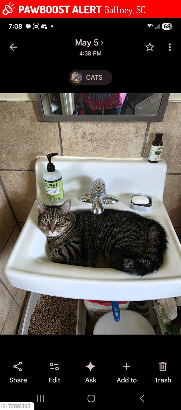 Lost Female Cat last seen Beltline Rd,  Beltline apmts down from Goodwill, Gaffney, SC 29341