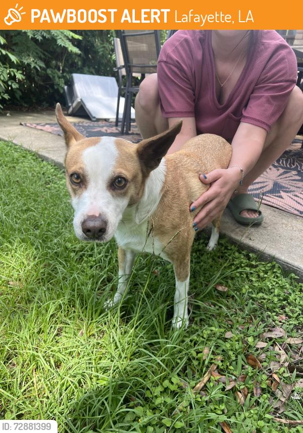 Found/Stray Female Dog last seen Off of Johnston and Bertrand, Lafayette, LA 70506