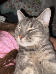 Lost Male Cat last seen 32nd ave, Portland, OR 97214