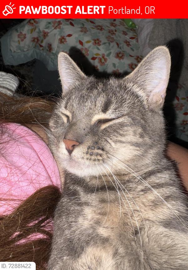 Lost Male Cat last seen 32nd ave, Portland, OR 97214