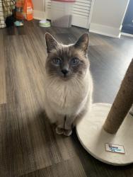 Reunited Female Cat last seen McMenemy and 96, Vadnais Heights, MN 55127