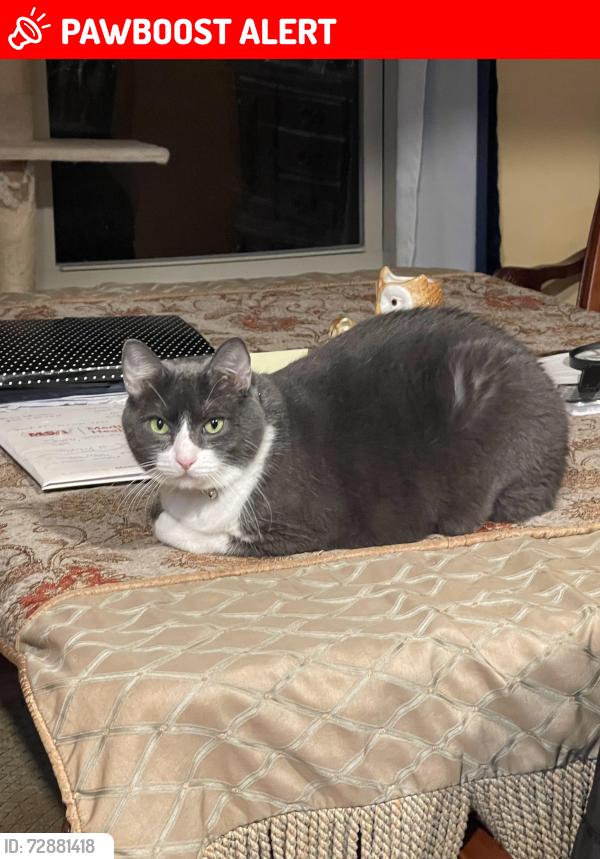 Lost Male Cat last seen Clark Drive and Lowery Drive, Fort Walton Beach, FL 32547