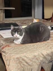 Lost Male Cat last seen Clark Drive and Lowery Drive, Fort Walton Beach, FL 32547