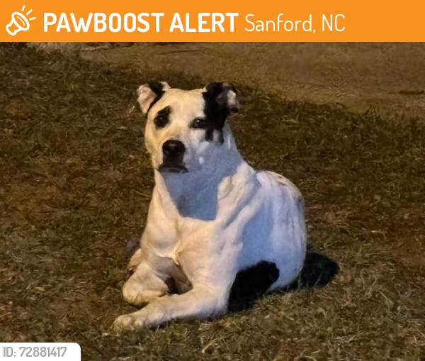 Found/Stray Unknown Dog last seen Near Hoover Rd, Sanford, NC 27332