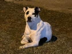 Found/Stray Unknown Dog last seen Near Hoover Rd, Sanford, NC 27332