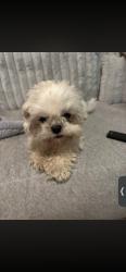 Lost Female Dog last seen Dollar tree, Edinburg, TX 78541