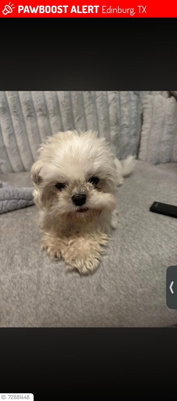 Lost Female Dog last seen Dollar tree, Edinburg, TX 78541