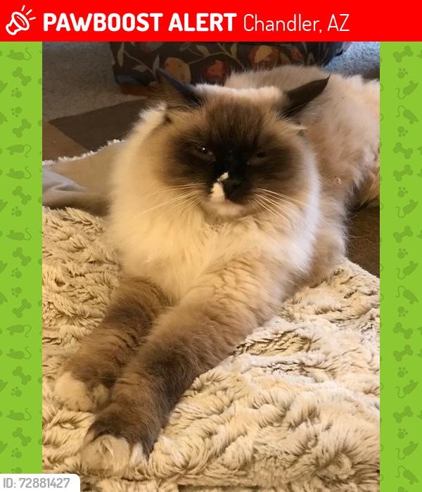 Deceased Female Cat last seen Chandler Blvd & Gilbert Road, Chandler, AZ 85225