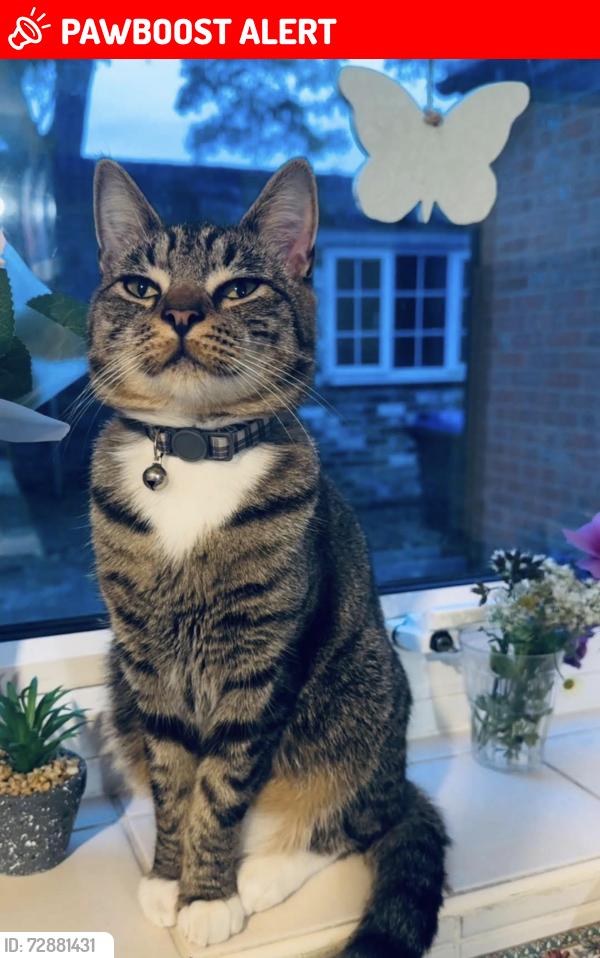 Lost Female Cat last seen Market Rasen Willigham road , Market Rasen, England LN8