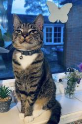 Lost Female Cat last seen Market Rasen Willigham road , Market Rasen, England LN8