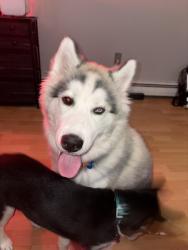 Lost Male Dog last seen baden community center, baden westwood rd, Baden, MD 20613