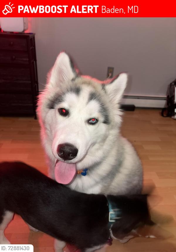 Lost Male Dog last seen baden community center, baden westwood rd, Baden, MD 20613
