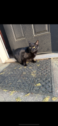 Lost Female Cat last seen Cedar Shoals Drive, Athens, GA 30605