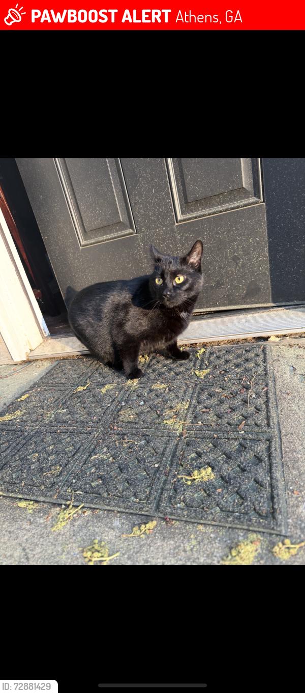 Lost Female Cat last seen Cedar Shoals Drive, Athens, GA 30605