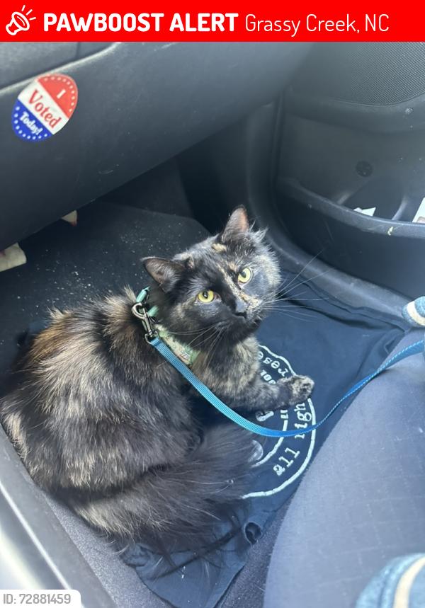 Lost Female Cat last seen legra road, happy deer road, happyland road, Grassy Creek, NC 28631