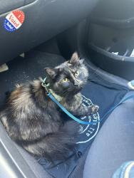Lost Female Cat last seen legra road, happy deer road, happyland road, Grassy Creek, NC 28631