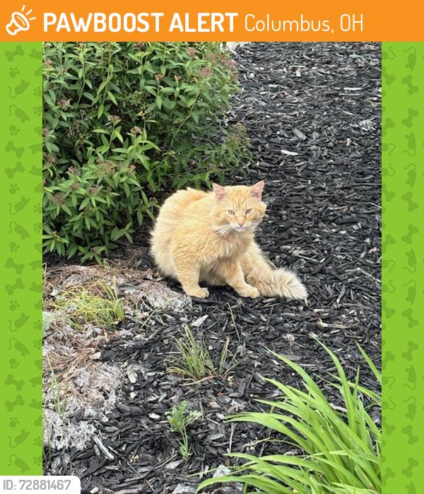 Found/Stray Unknown Cat last seen Hammerton dr, Columbus, OH 43228