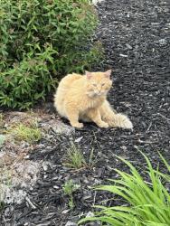Found/Stray Unknown Cat last seen Hammerton dr , Columbus, OH 43228
