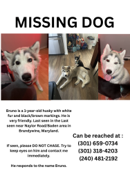 Reunited Male Dog last seen Baden naylor rd, Brandywine, MD 20613