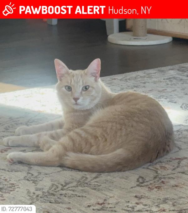 Lost Male Cat last seen Running into the woods of the Columbia Greene Humane Society in Hudson, NY , Hudson, NY 12534