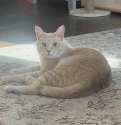 Lost Male Cat last seen Running into the woods of the Columbia Greene Humane Society in Hudson, NY , Hudson, NY 12534