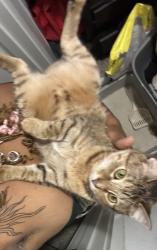 Lost Female Cat last seen Gulfton Street, Houston, TX 77081