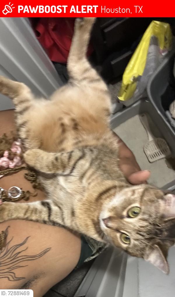 Lost Female Cat last seen Gulfton Street, Houston, TX 77081