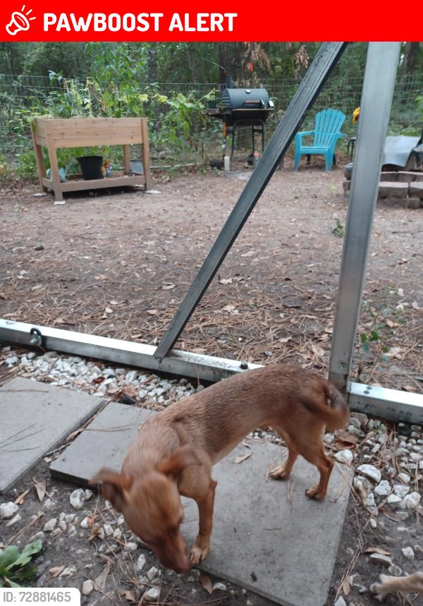 Lost Female Dog last seen Douget and Gandy Rds, Montgomery County, TX 77303