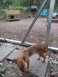 Lost Female Dog last seen Douget and Gandy Rds, Montgomery County, TX 77303